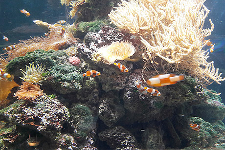 Besuch in Hagenbecks Tropen-Aquarium