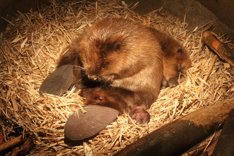 UNESCO-Biosphärenreservat in Bleckede