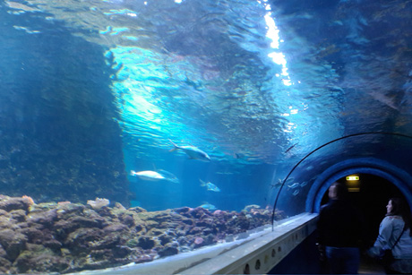 Heiligenhafen und Meereszentrum auf Fehmarn