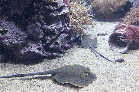 Besuch in Hagenbecks Tropen-Aquarium