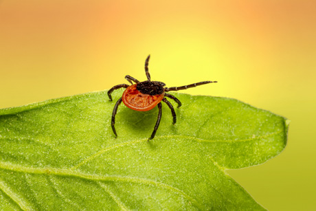 Zecken im Vormarsch