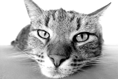 Hamburg allein zu Haus