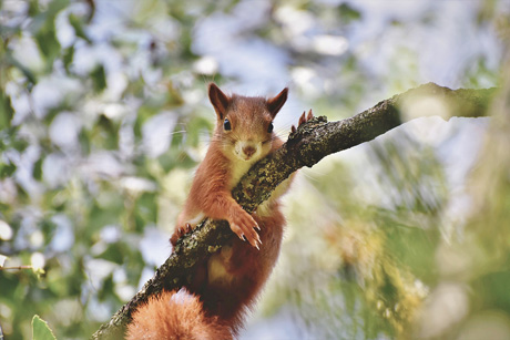 Nature Writing - eine neue gr&uuml;ne Literatur?