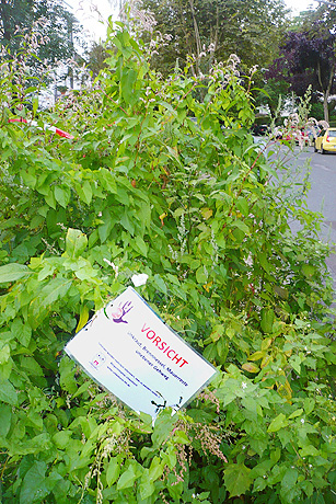 Pl&auml;doyer f&uuml;r Wildwuchs