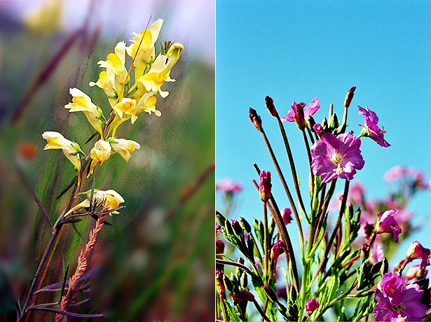 Pl&auml;doyer f&uuml;r Wildwuchs