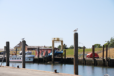 Die Marschinsel Pellworm