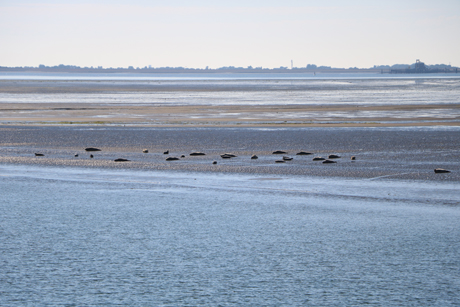 Die Marschinsel Pellworm