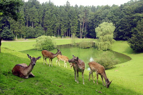 Wildpark Schwarze Berge