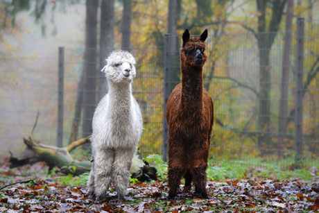 Wildpark Schwarze Berge