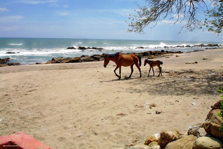 Hamburgs Partnerst&auml;dte: Leon