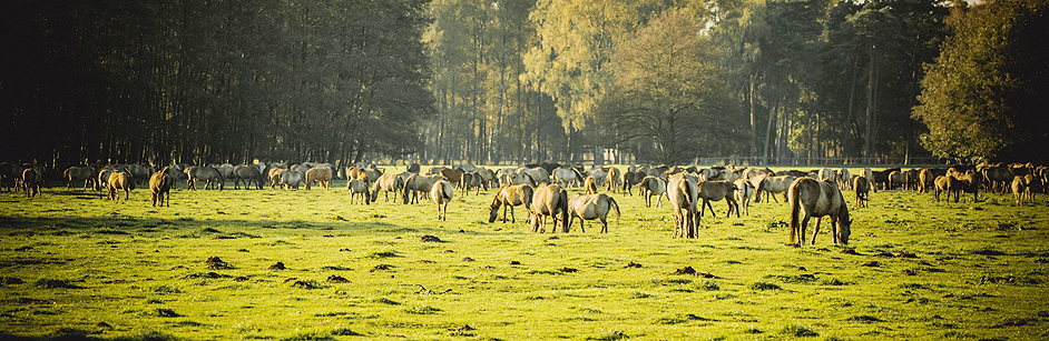 Kulturelle Breite und regionale Vielfalt