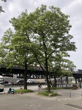 Unseren Bäumen geht es nicht gut