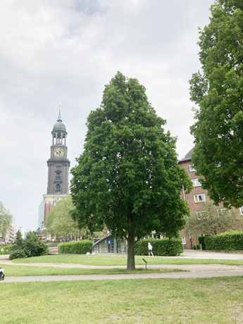 Unseren Bäumen geht es nicht gut