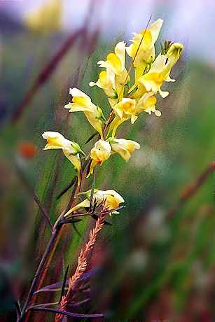 Pl&auml;doyer f&uuml;r Wildwuchs