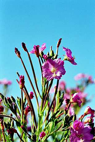 Pl&auml;doyer f&uuml;r Wildwuchs