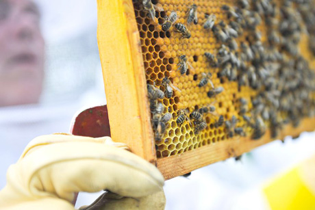 Hamburg &uuml;bernimmt Kosten f&uuml;r Untersuchungen auf Amerikanische Faulbrut