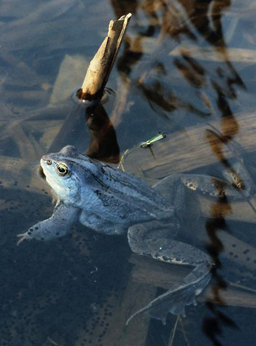 Zehn Prozent Flächenanteil für Naturschutzgebiete
