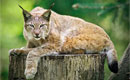 Wildpark Schwarze Berge