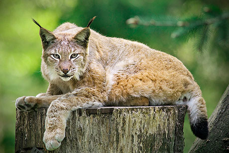 Das Parkmaskottchen: der Luchs