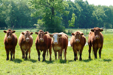 Mutterkuhherden aus Biohaltung auf dem Hof Eggers, Foto: (c) Henning Beeken