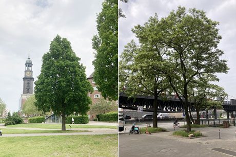 Prächtigen Rosseichen auf der Michelwiese (l.). Die Scheinakazie am Baumwall (r.)