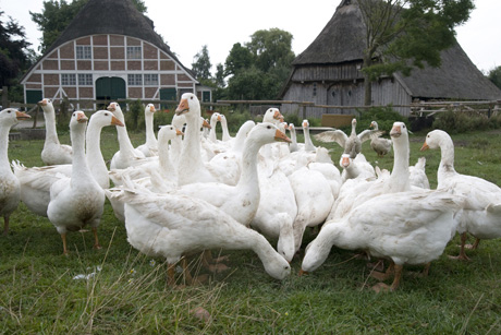 Foto: (c) Henning Beeken, Hof Eggers in der Ohe, Kirchwerder Mühlendamm 5, 21037 Hamburg