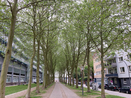 Müssen im Sommer gegossen werden: die Platanen der Allee der südlichen Neustadt