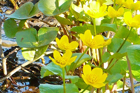 Bienenfreundliches Scharbockskraut