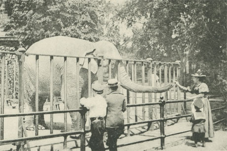 Elefanten als Attraktion: Zeig her Deinen Rüssel! Postkartenmotiv Elefant: (c) Wikipedia
