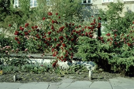 Rosenbl&uuml;te im Steenkamp, Foto: (c) stahlpress Medienb&uuml;ro/Burmeister